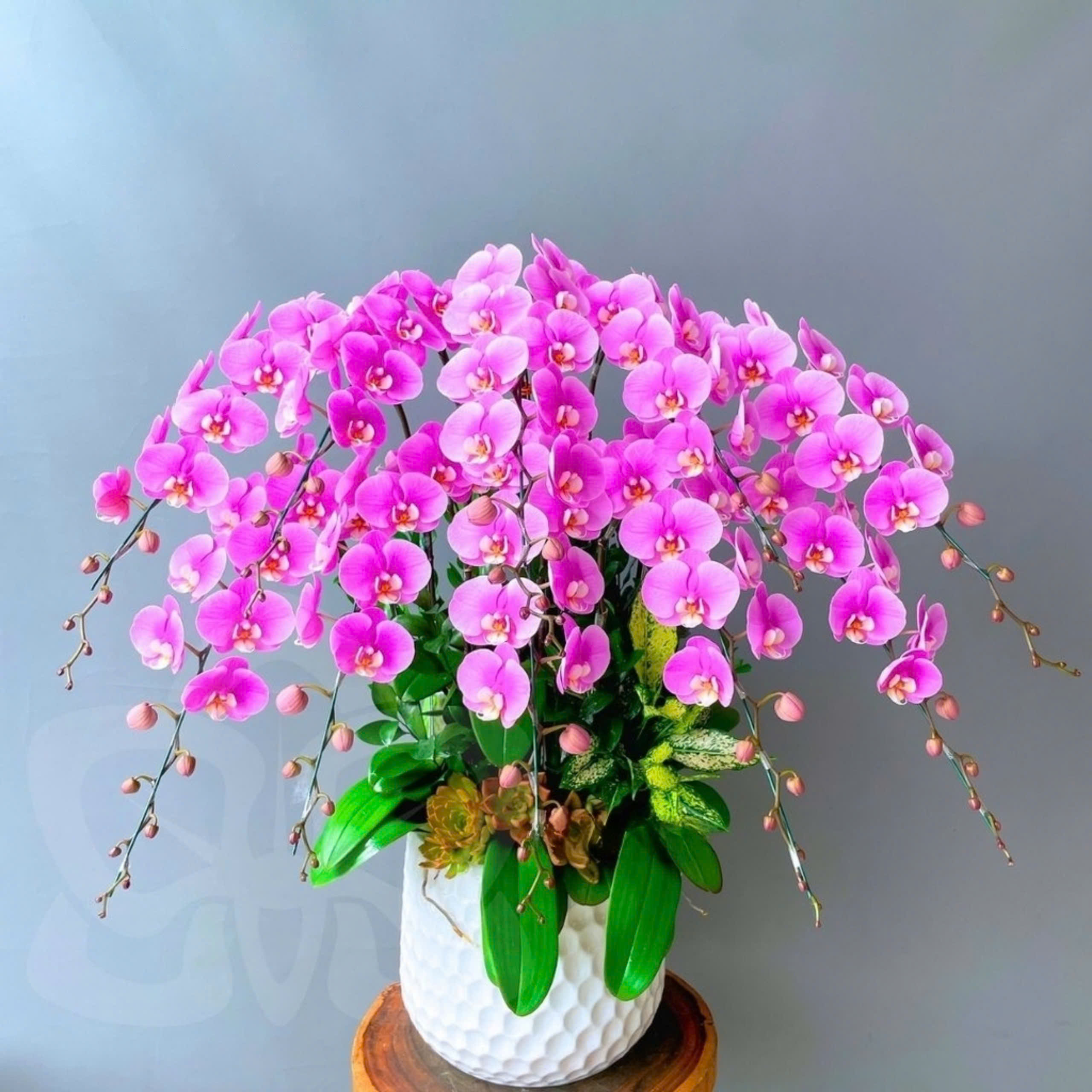 Lan hồ điệp hồng 10 cành - HA131